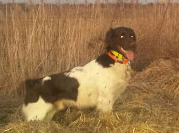 На очиглед деце упуцан кућни љубимац